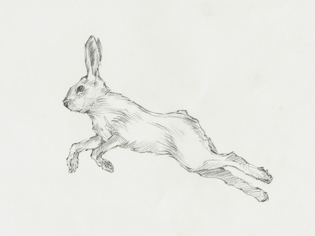 Hare Pencil Study II