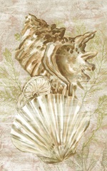 Antique Peach Shell Collage II