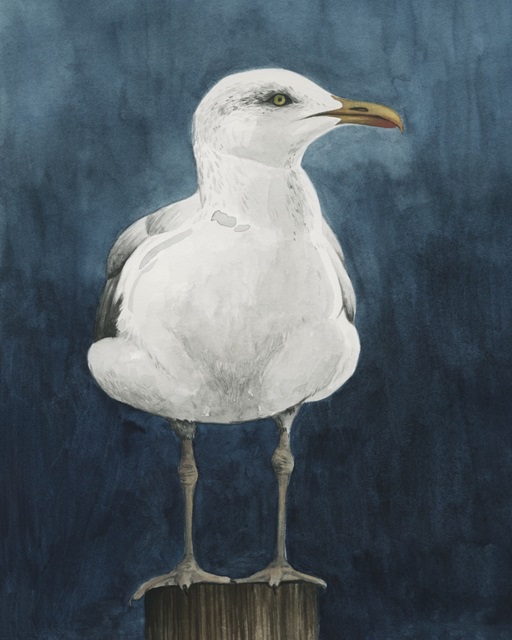 Night Gull I