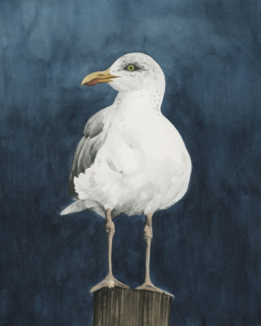 Night Gull II