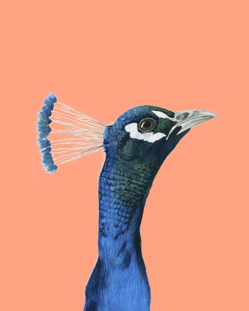 Peach Peacock Portrait I