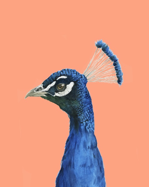 Peach Peacock Portrait II