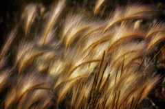 Field of Grain