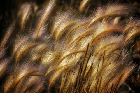 Field of Grain