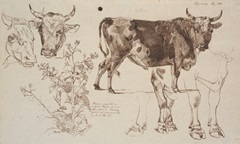 Cow Studies I