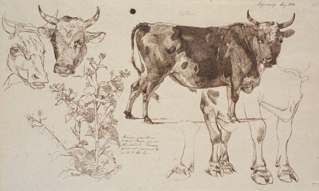 Cow Studies I