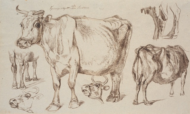 Cow Studies II