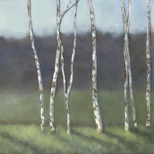 Birch Shadows II