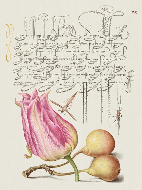 Hoefnagel Tropical Specimens III