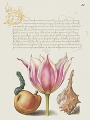 Hoefnagel Tropical Specimens IV