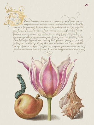 Hoefnagel Tropical Specimens IV