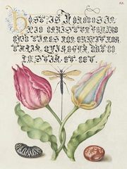 Hoefnagel Tropical Specimens V