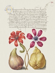 Hoefnagel Tropical Specimens VIII