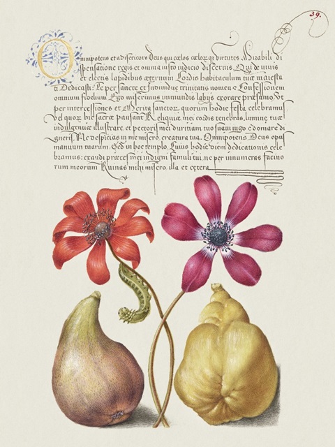 Hoefnagel Tropical Specimens VIII