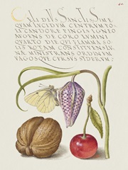Hoefnagel Tropical Specimens IX