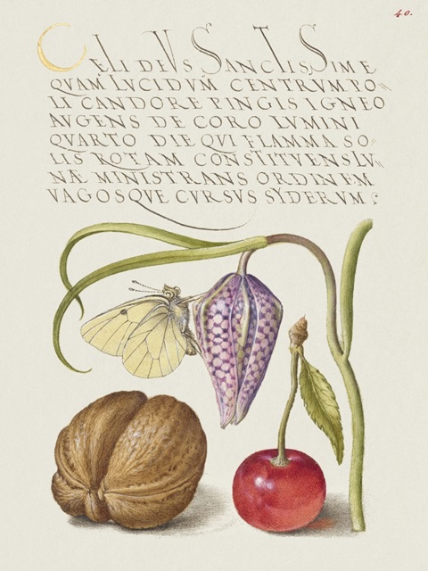 Hoefnagel Tropical Specimens IX