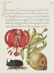 Hoefnagel Tropical Specimens XII