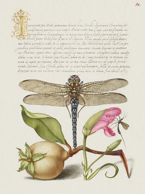 Hoefnagel Tropical Specimens XIII