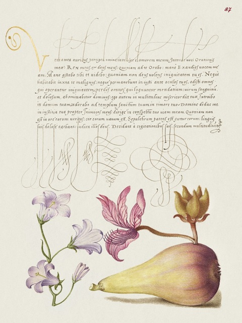 Hoefnagel Tropical Specimens XIV