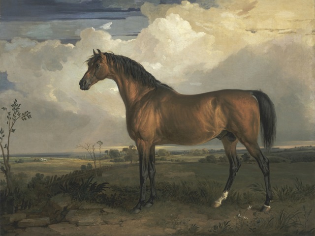 Ward's Horse in Oil II