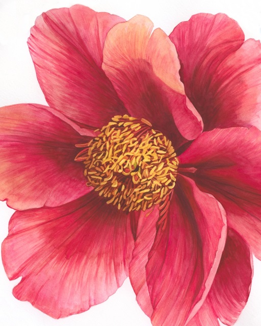 Tree Peony II