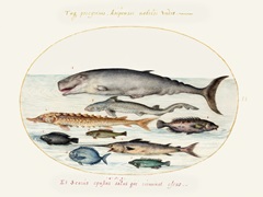 Hoefnagel Sea Vignettes III