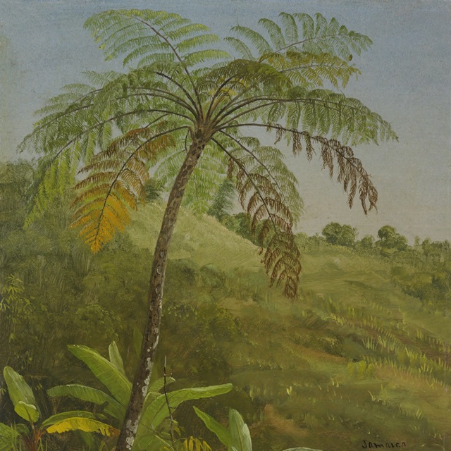 Jamaican Palms I