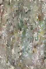 Abstract Bark I