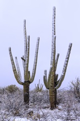 Saquaro Cactus Snow
