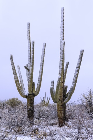 Saquaro Cactus Snow