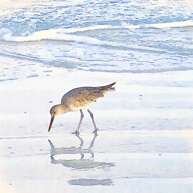 Sandpiper Dreams I