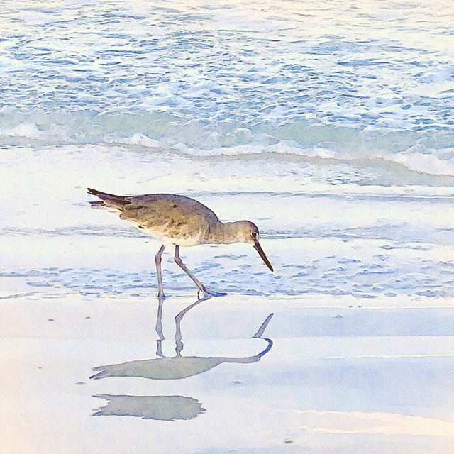 Sandpiper Dreams II