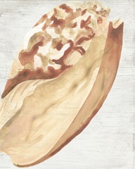 Vintage Shell Vignette I