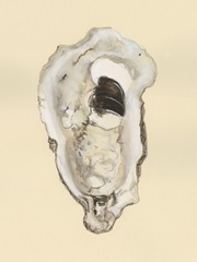 Sepia-toned Oysters III