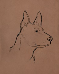 Canine Portraits I