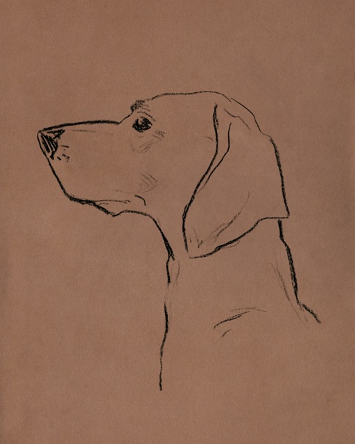 Canine Portraits II