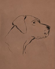 Canine Portraits III