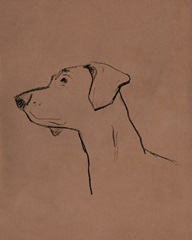 Canine Portraits IV