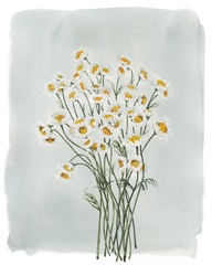 Chamomile Bouquet I