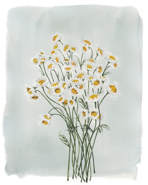 Chamomile Bouquet I