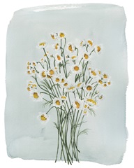 Chamomile Bouquet II