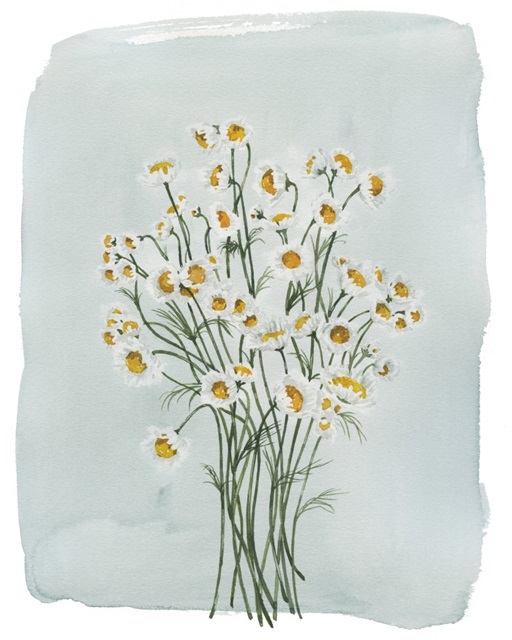 Chamomile Bouquet II