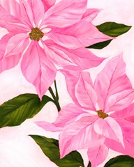 Neon Pink Poinsettias I