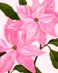 Neon Pink Poinsettias II