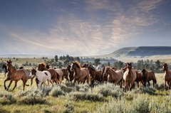 Montana Ranch Horses