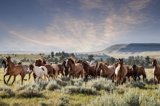 Montana Ranch Horses