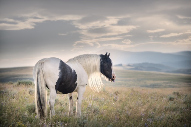 Gypsy Beauty