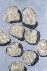 Embellished Seashells IV