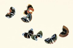Kamisaka Sekka's Woodblock Butterflies IV