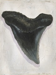 Watercolor Sharks Tooth I